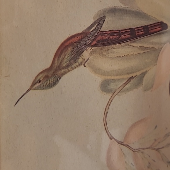 J. Gould and HC Richter Comete Phaon Hummingbirds Lithograph - Picture 4 of 17